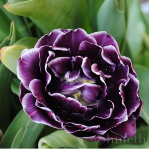 Tulpaner - Dream Touch