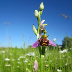 Biorkidé (Ophrys apifera)