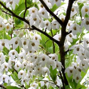 Japansk Storax (Styrax Japonica)