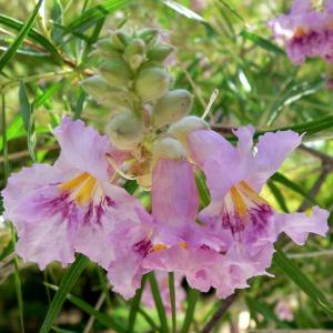 ​Ökentrumpet Linearis (Desert Willow)