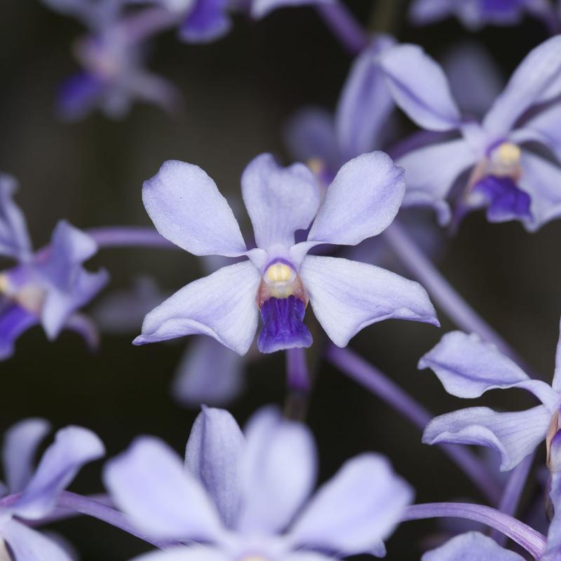 Vanda coerulescens orkidé