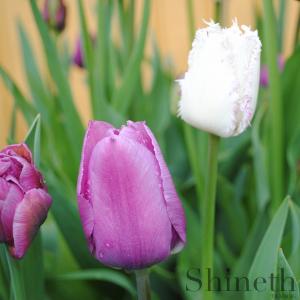 Tulpaner Aira Card och Bleu Aimable