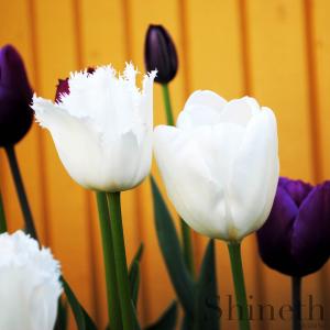 Tulpaner Daytona och Hakuun