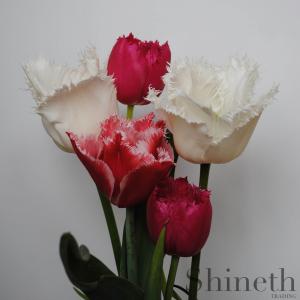 Fransade tulpaner - Shineths röd och vita favoritmix