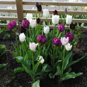 Tulpaner - Shineths svarta- purpur- och vita tuplaner (mix)