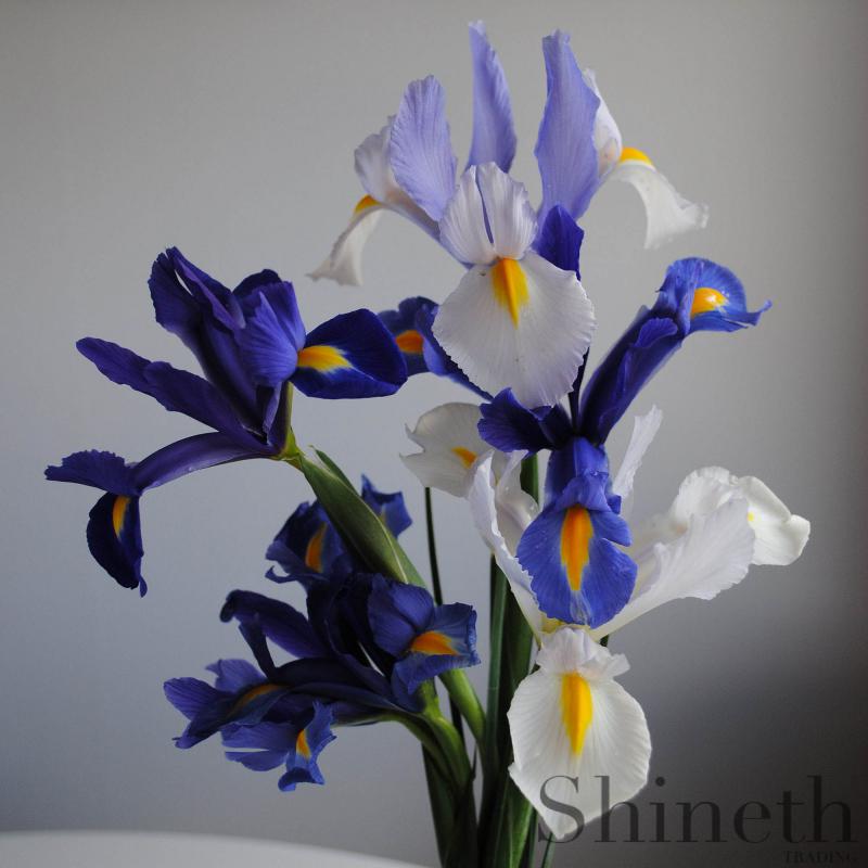 Blue Sapphire/magic, Silver beauty och Symphony-Holländsk Iris