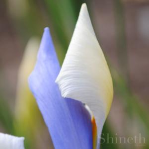 Holländsk Iris "Silvery beauty"