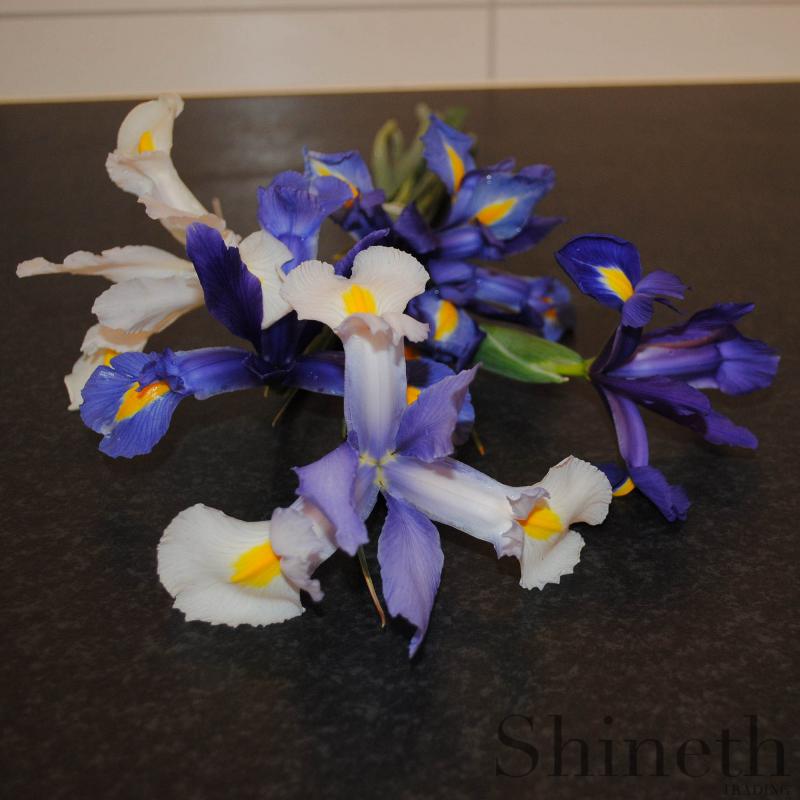 Blue Sapphire/magic, Silver beauty och Symphony-Holländsk Iris