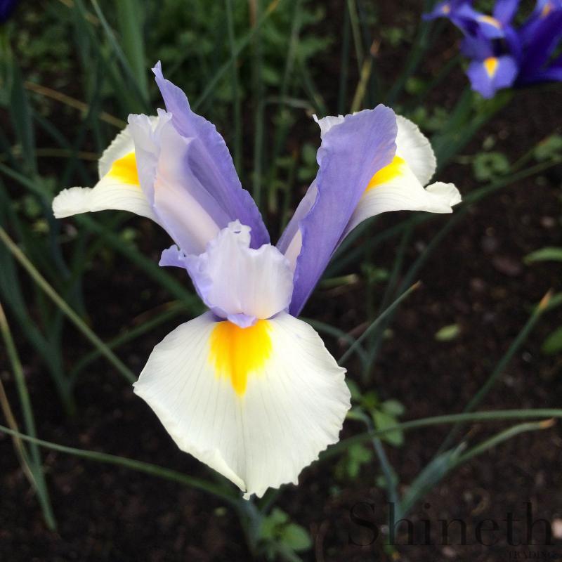 Silver beauty Holländsk Iris
