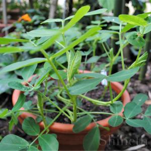 Jordnöt 'Arachis Hypogaea'