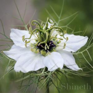 Jungfrun i det gröna 'Svartkummin'