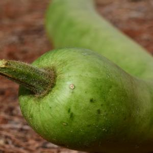 Kalebasspumpa 'Cucuzza Squash'