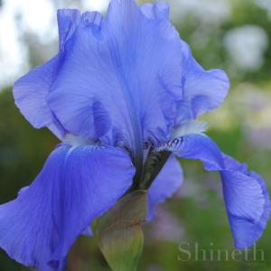 Germanica iris - Metal Blue