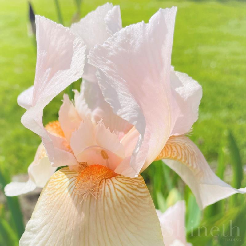 Germanica iris - Constant Wattez