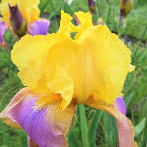 Germanica iris - Brown Lasso