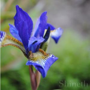 Iris Sibirica - Shaker's Prayer