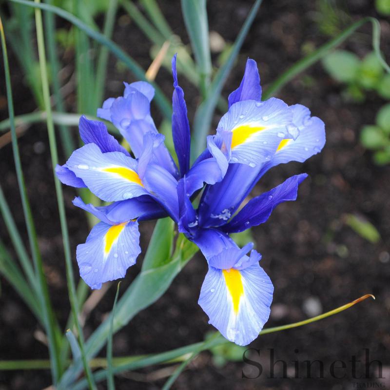 Köp  Holländsk Iris "Blue magic"