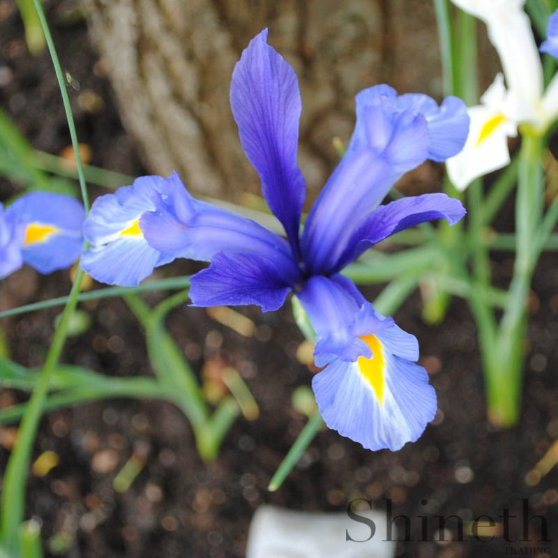Holländsk Iris "Blue magic"