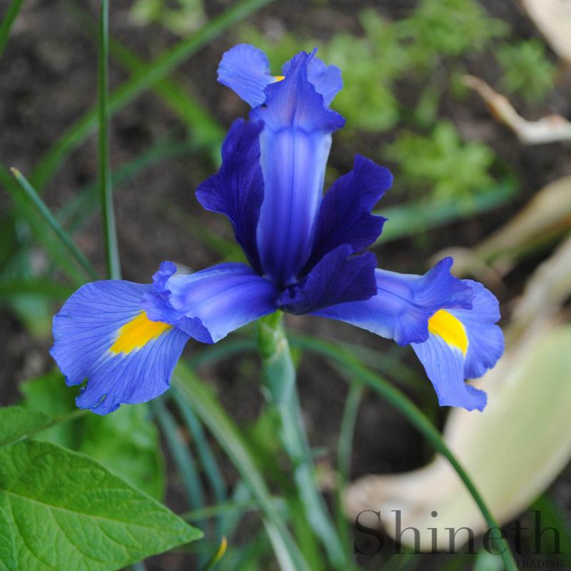 Holländsk Iris "Blue magic"