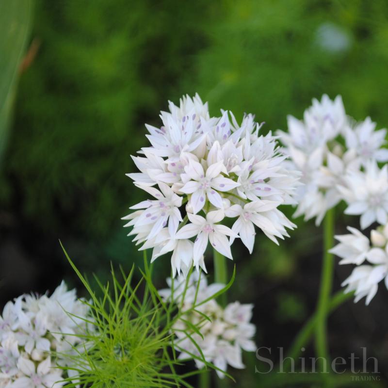 Allium "Grace Beauty"