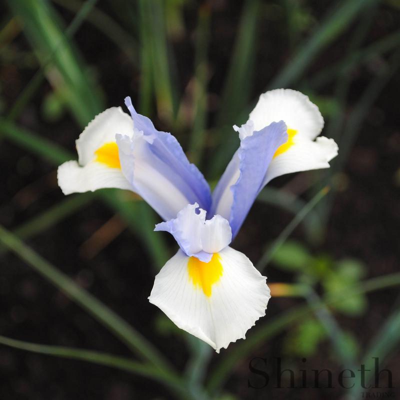 Holländsk Iris "silver beauty"-irislökar