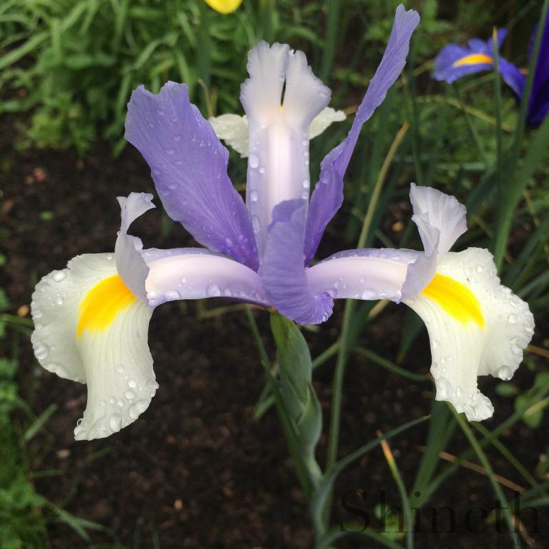 Holländsk Iris "silver beauty"-irislökar