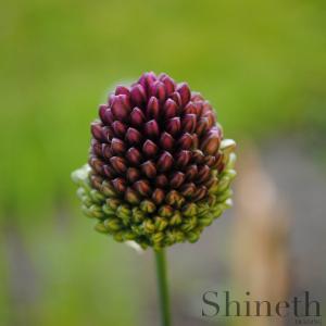 Allium Sphaerocephalon-lökar