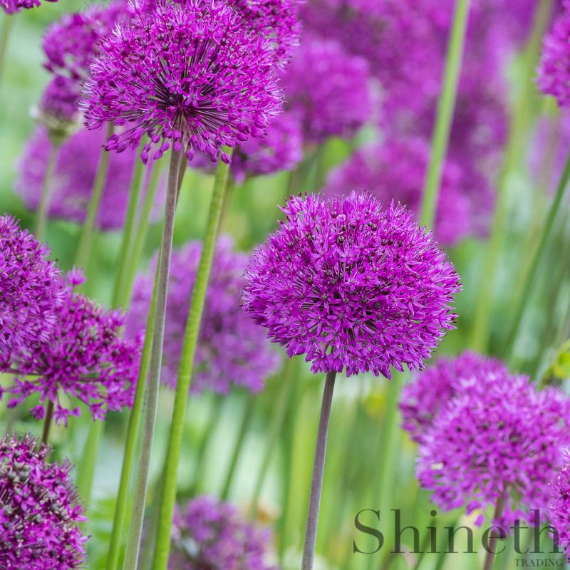 Allium "Purple Sensation"