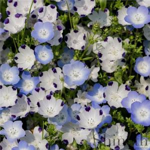 ​Kärleksblomster  och Prins Gustafs Öga - MIX