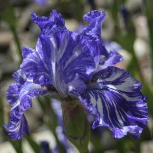 Doftande germanica iris - Batik