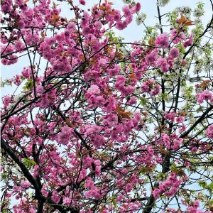 Vita och rosa blommande körsbärsträd - mix
