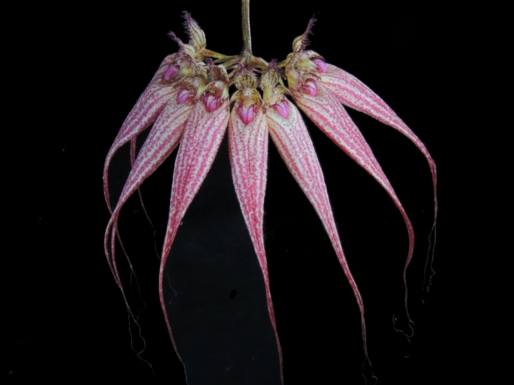 Orkidé - Cirrhopetalum Buckleberry