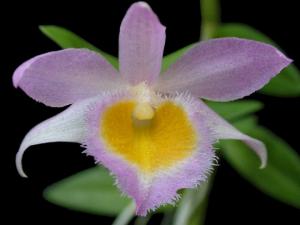 Dendrobium loddigesii orkidé