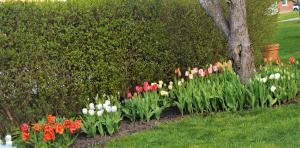 Tulpaner - olika sorters tuplaner (mix)