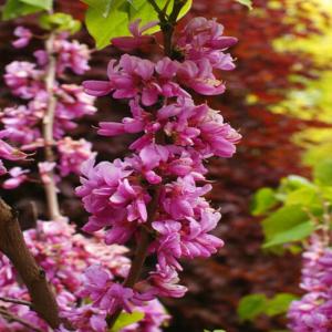 Judasträd (Cercis siliquastrum)