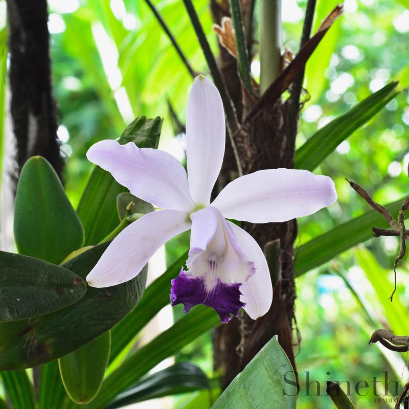 Cattleya orkidé  - Melina