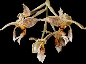 Orkidé - Stanhopea oculata