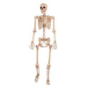 Skelett full storlek 152x40 cm