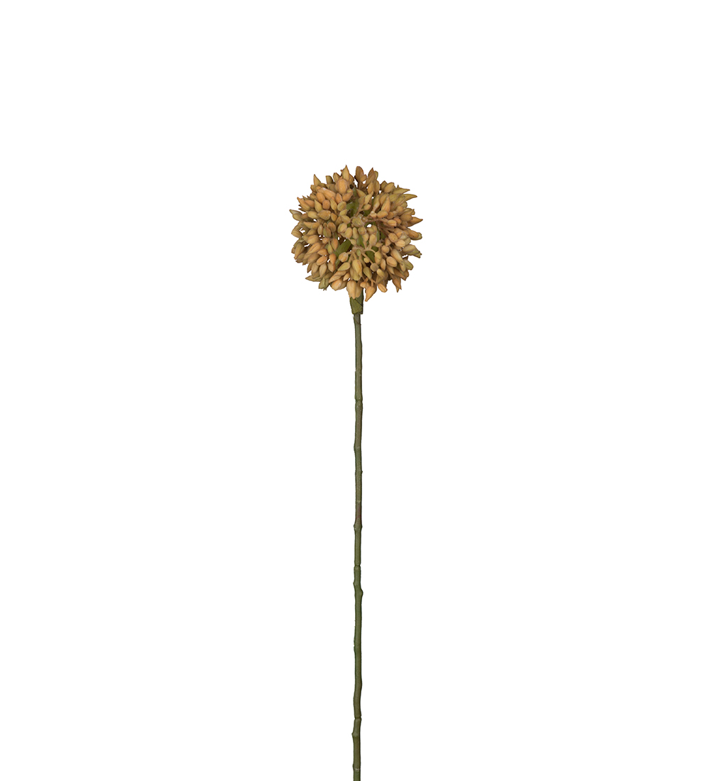 Snittblomma Allium 45cm