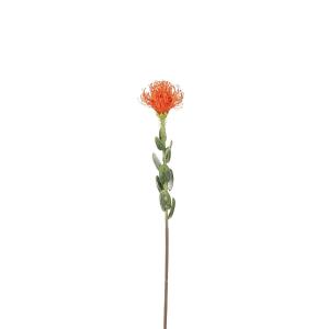 Kvist protea