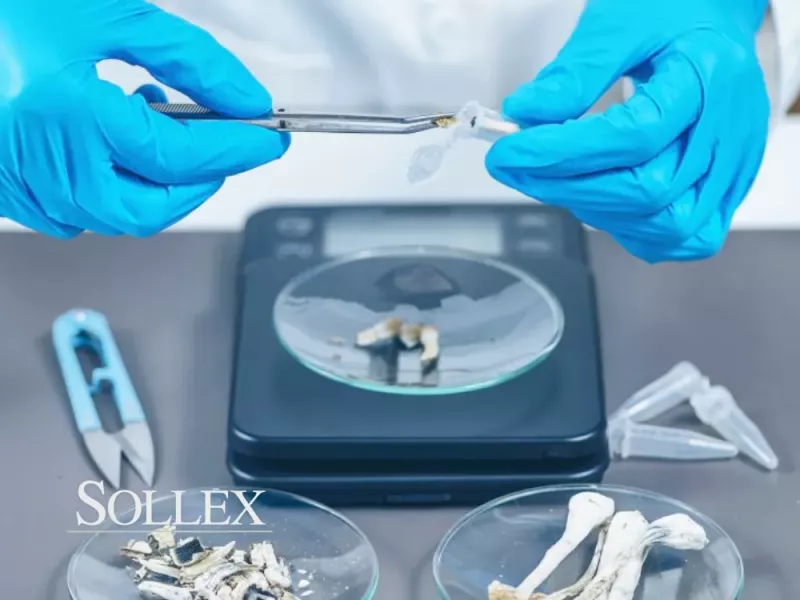 svampar och lavar förbereds för mikroskopisk undersökning - Sollex blogg