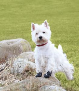 Kraftiga, extra hållbara anti-glid skor med bra luftcirkulation och hög bekvämlighet. Med dessa skor läker skadade tassar mycket snabbare och risken för infektion minskas.