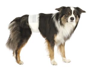 Kisskydd Hanhund Blöja S-M
