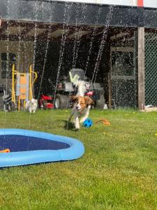 Fontänmatta som är perfekt för varma sommardagar! Kanten runt om mattan har små hål vilket genererar ett springvatten in mot mitten.