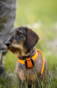 Liten och lätt hund-GPS med 4G och skallindikator
