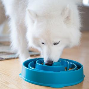 Outward Hound Fun Feeder Slo-Bowl Turkos