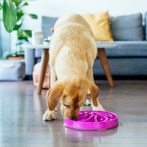 Outward Hound Fun Feeder Slo-Bowl Lila
