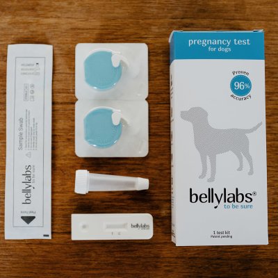 Bellylabs dräktighetstest till hund. Enkelt hemmatest