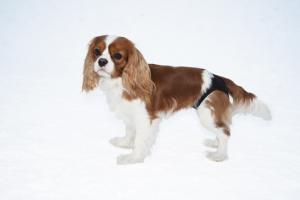 Trixie Tikskydd LadyCover Easy Care