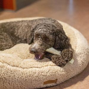 Högkvalitativa och ekologiskt hållbara tuggrullar för hundar tillverkade i Finland. Säkra och hälsosamma delikatesser gjorda av rena ingredienser.